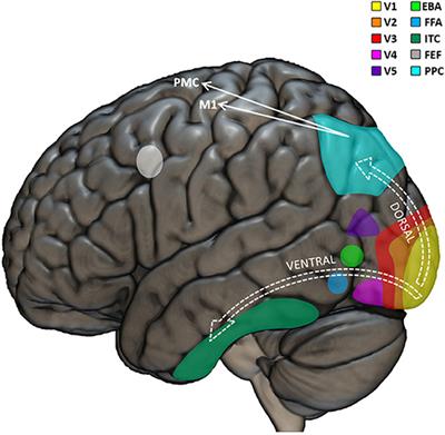 Visual Neuropsychology in Development: Anatomo-Functional Brain Mechanisms of Action/Perception Binding in Health and Disease